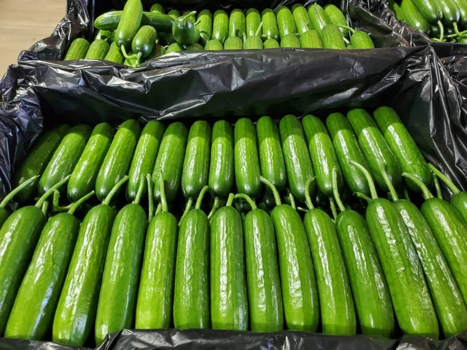 Cucumber Lebnese Each - KG