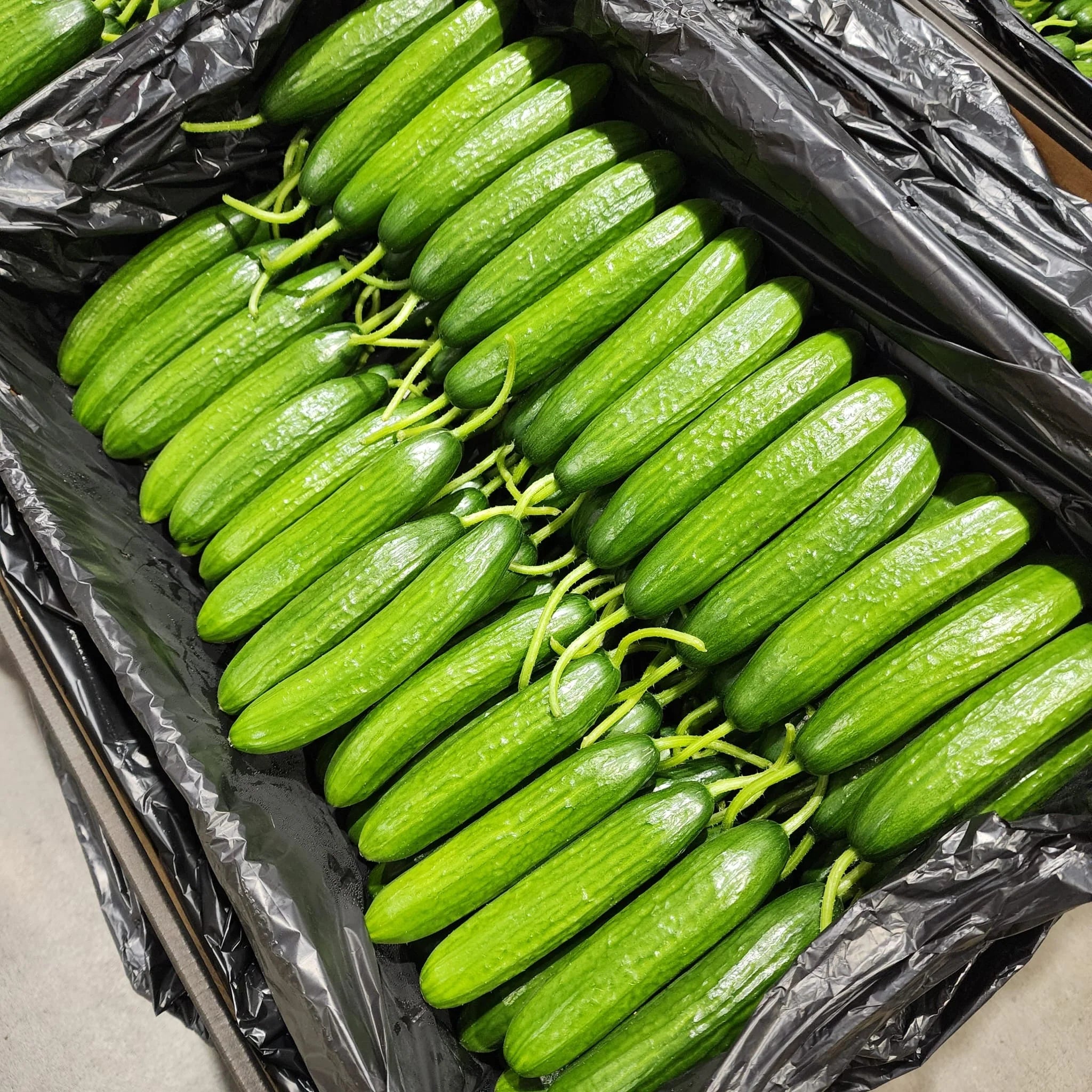 Cucumber Lebnese Each - KG