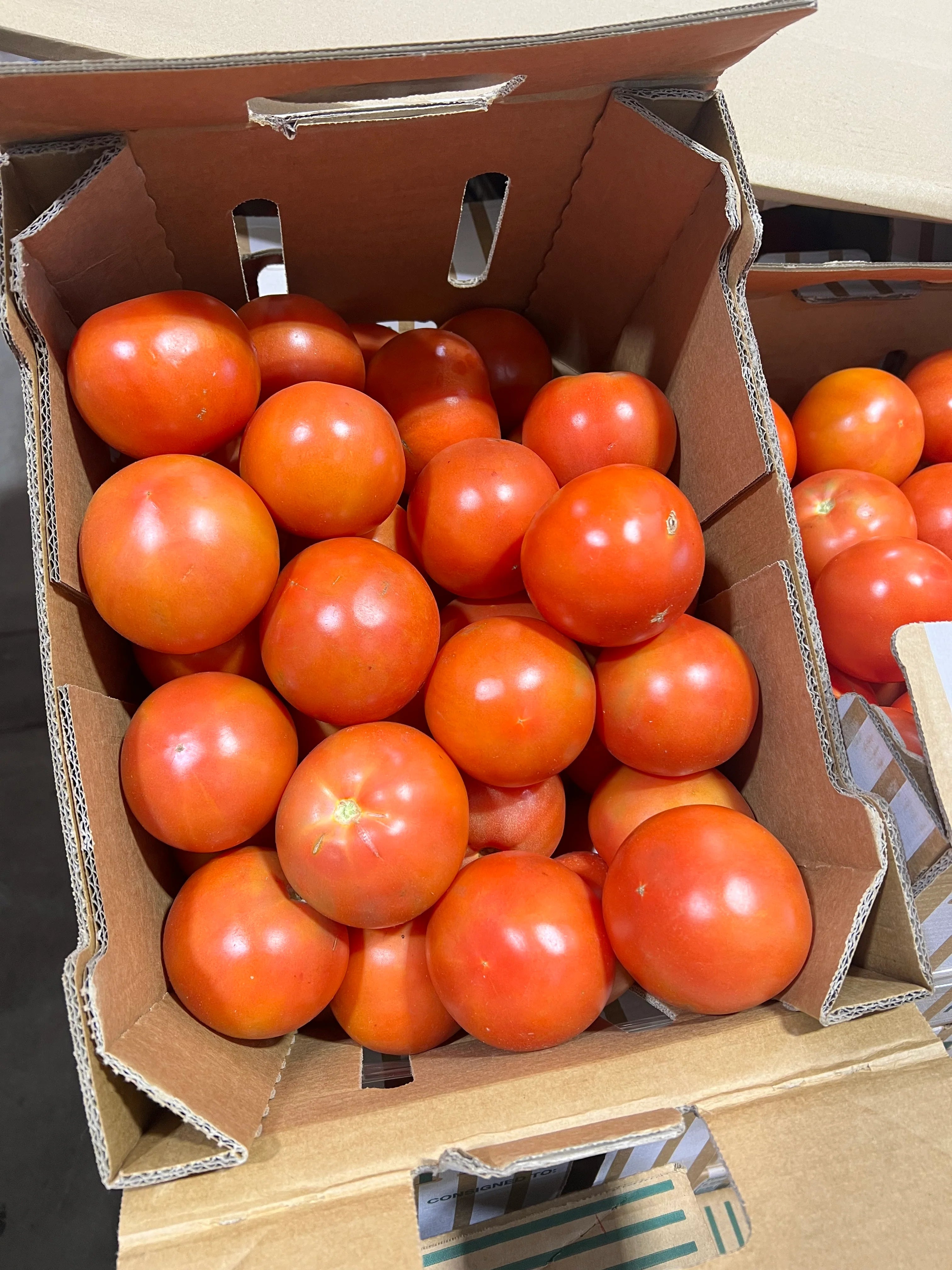 Tomato 500Gr - KG
